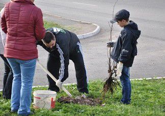 Жителям Брянска предложили озеленить свой город