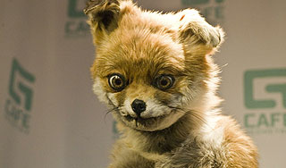 В Москву привезли "Упоротого Лиса" В Москву привезли "Упоротого Лиса"