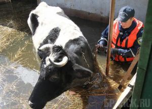 В городе Брянске едва не утонули пять коров и бык