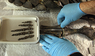 В Китае нашли новый вид динозавра В Китае нашли новый вид динозавра