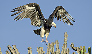 В Пиренеях грифы съели туристку В Пиренеях грифы съели туристку