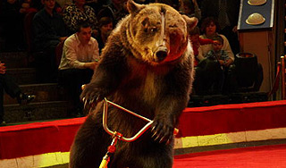 У медведя Тимофея украли велосипед У медведя Тимофея украли велосипед