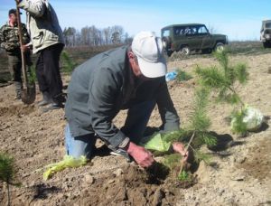 На родине Толстого приступили к восстановлению соснового бора