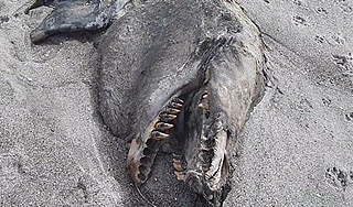 В Новой Зеландии на пляже нашли чудовище В Новой Зеландии на пляже нашли чудовище