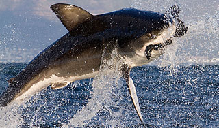 Акула укусила серфера на глазах его невесты Акула укусила серфера на глазах его невесты