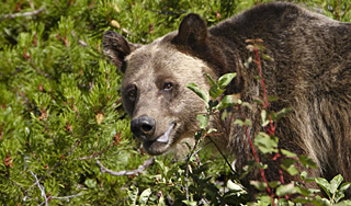 Pазъяренный медведь растерзал мужчину Pазъяренный медведь растерзал мужчину