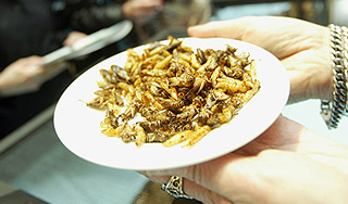 ООН призвала голодающих есть насекомых ООН призвала голодающих есть насекомых