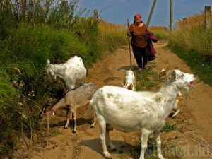 Фотохудожники покажут жизнь брянской глубинки Тамара Цилиакус. «Август»