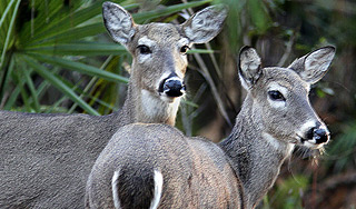 Олени сбежали из столичного зоопарка Олени сбежали из столичного зоопарка