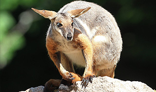 Кенгуру избил австралийского политика Кенгуру избил австралийского политика