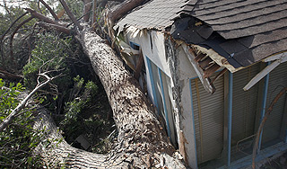 Упавшее дерево задавило 31 нигерийца Упавшее дерево задавило 31 нигерийца