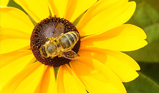 Ученые научили пчел находить мины Ученые научили пчел находить мины