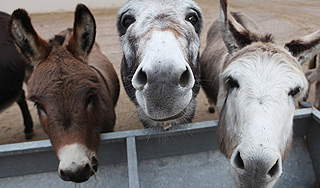 Ослы до смерти искусали пенсионера Ослы до смерти искусали пенсионера
