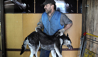 Охотников на собак хотят сажать в тюрьму Охотников на собак хотят сажать в тюрьму