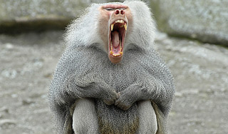 Павианы атаковали дом жителей ЮАР Павианы атаковали дом жителей ЮАР (видео)