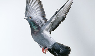 Самого быстрого голубя продали за $400 тыс. Самого быстрого голубя продали за $400 тыс.