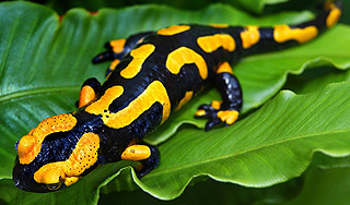 Саламандры смогут лечить людей Саламандры смогут лечить людей