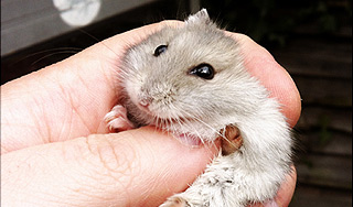 В Москве хомяка взяли в заложники за долги В Москве хомяка взяли в заложники за долги
