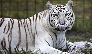 Ученые разгадали секрет белых тигров Ученые разгадали секрет белых тигров