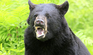 В Сербии пастух с топориком одолел медведя В Сербии пастух с топориком одолел медведя