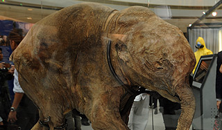 Ученые нашли тело мамонта близ Якутии Ученые нашли тело мамонта близ Якутии