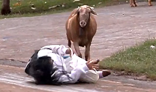 Агрессивный козел атаковал бразильцев Агрессивный козел атаковал бразильцев