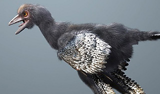 Ученые описали древнейшую птицу Ученые описали древнейшую птицу