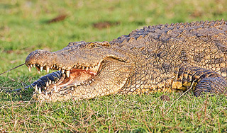 Крокодил заживо съел отца 11 детей Крокодил заживо съел отца 11 детей