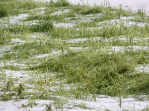 Сельскому хозяйству нанесен многомиллионный ущерб