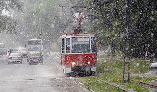 Онищенко хочет избавить Москву от тополей Онищенко хочет избавить Москву от тополей