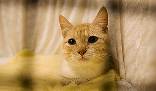 В Коми задержали кошку с запрещенным грузом В Коми задержали кошку с запрещенным грузом