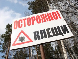 С начала года почти 250 брянцев пострадали от укусов клещей