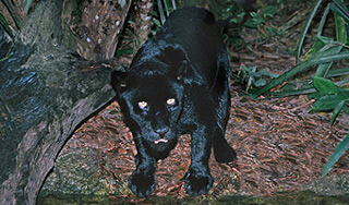 Ягуар загрыз уборщицу зоопарка Ягуар загрыз уборщицу зоопарка