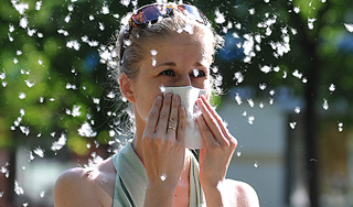 Тополиный пух атакует Москву Тополиный пух атакует Москву