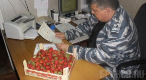 16 тонн клубники съесть не удастся