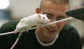 Предки людей были меньше крысы Предки людей были меньше крысы