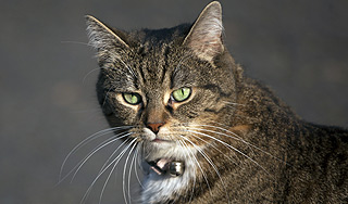 Кошку министра Британии уличили в шпионаже Кошку министра Британии уличили в шпионаже