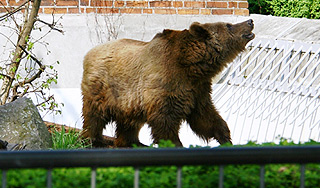 Медведь гуляет по Нижневартовску (видео) Медведь гуляет по Нижневартовску (видео)
