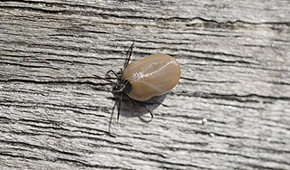 В Москве завелись иксодовые клещи В Москве завелись иксодовые клещи