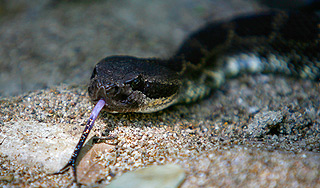 Змея заползла в машину к москвичу Змея заползла в машину к москвичу