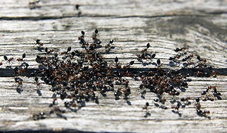 США атаковали "сумасшедшие" муравьи США атаковали "сумасшедшие" муравьи