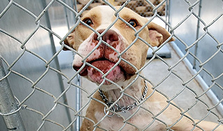 Питбуль откусил пальцы у спящего хозяина Питбуль откусил пальцы у спящего хозяина