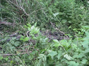 Молодому пассажиру «Урала» выжить не удалось Фото с места ДТП