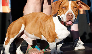 В США выбрали самую уродливую собаку В США выбрали самую уродливую собаку