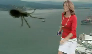 В Канаде паук довел до истерики ведущую В Канаде паук довел до истерики ведущую