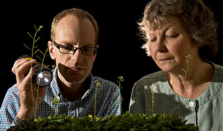 Растения считают лучше людей Растения считают лучше людей