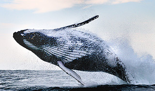 Киты поссорили Австралию и Японию Киты поссорили Австралию и Японию