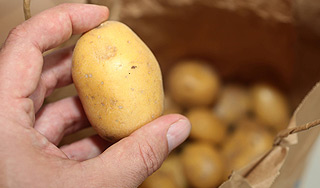 Россия запретила ввоз картофеля из Европы Россия запретила ввоз картофеля из Европы