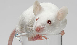 Мышь клонировали при помощи хвоста Мышь клонировали при помощи хвоста