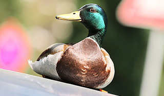 Селезню напечатали протез на 3D-принтере Селезню напечатали протез на 3D-принтере